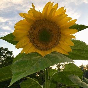 Meet your Posher, Jodi